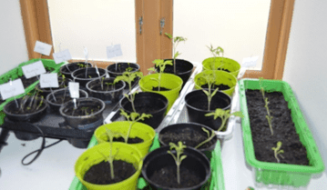 Skeið í Fountainhúsinum