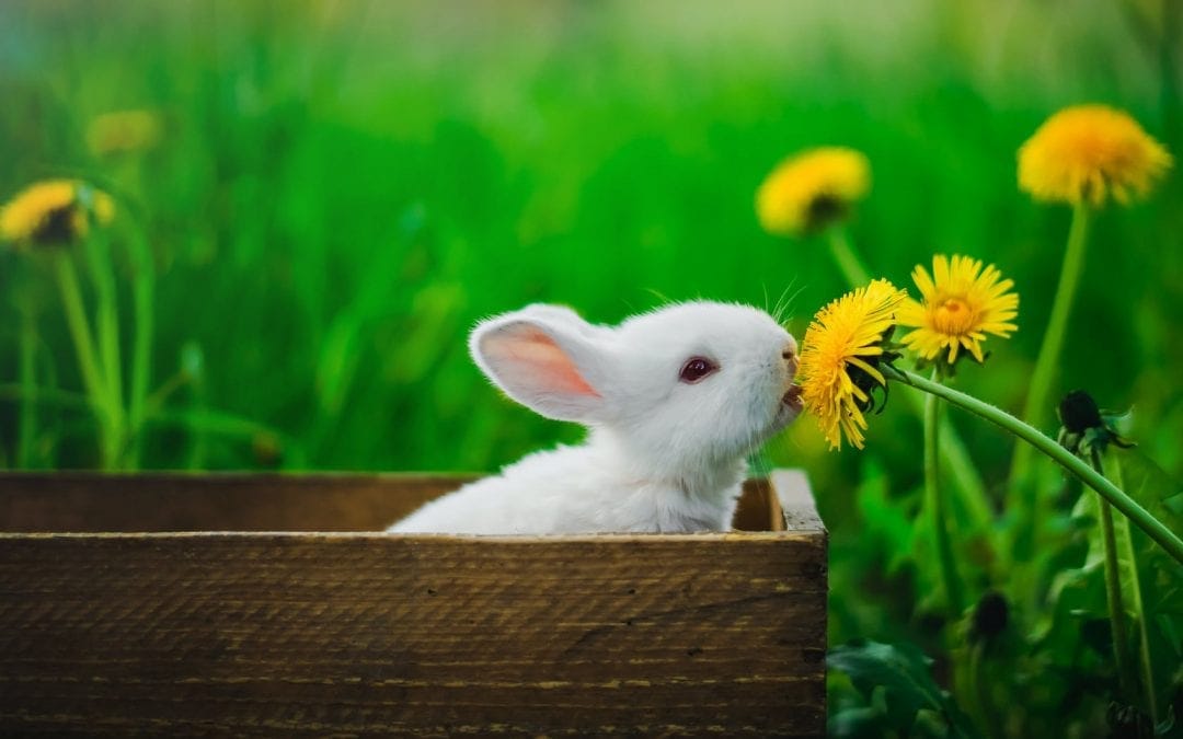 Fountainhúsið ynskir øllum einar gleðiligar páskir!