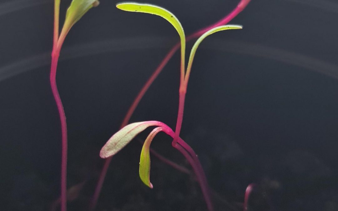 Dyrka grønmeti og gera okkum egnar plantukassar